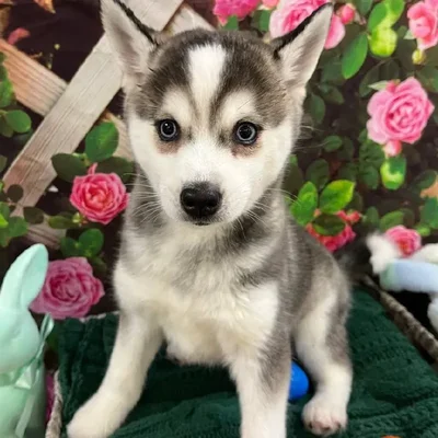 Male Alaskan Klee Kai Puppy for Sale in Monroeville, PA