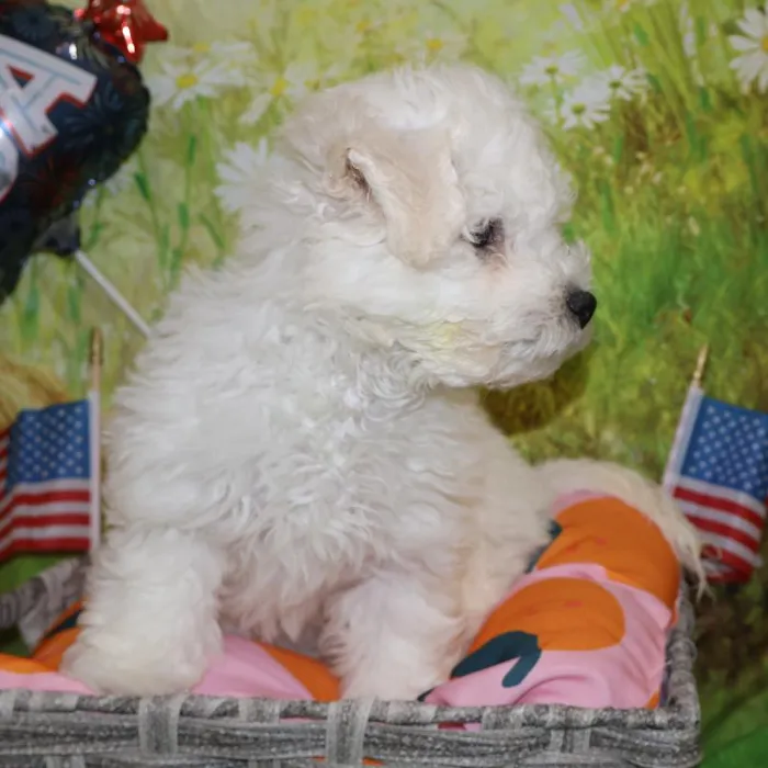 Male Bichon puppy named Carl for sale at Petland Monroeville.