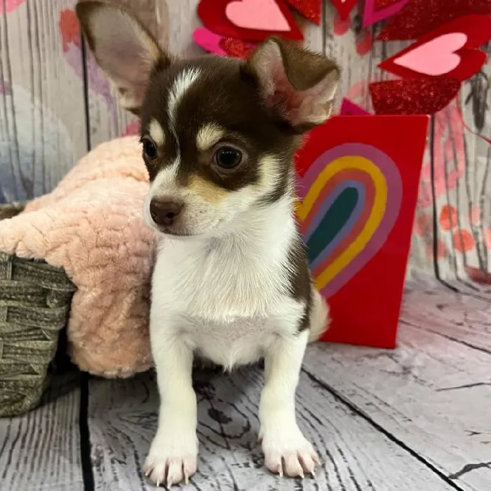 Male Chihuahua Puppy for Sale in Monroeville, PA