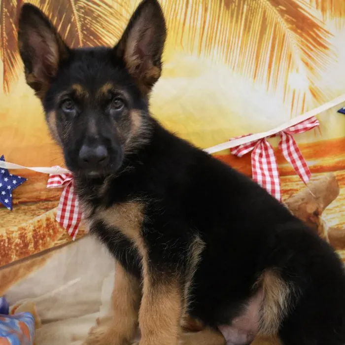 Male German Shepherd puppy named Danny for sale at Petland Monroeville.
