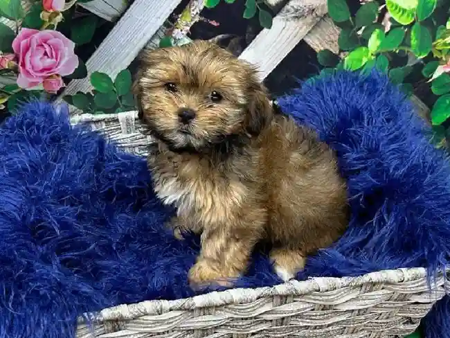 Female Shorkie Puppy for Sale in Pittsburgh, PA