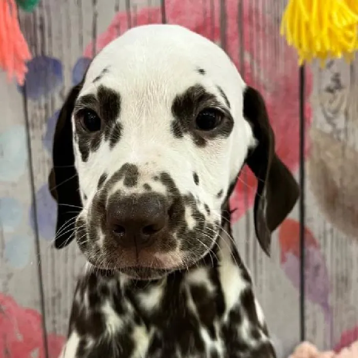 Male Dalmatian Puppy for Sale in Monroeville, PA