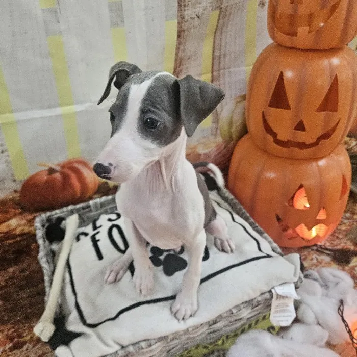 Male Italian Greyhound Puppy for Sale in Monroeville, PA