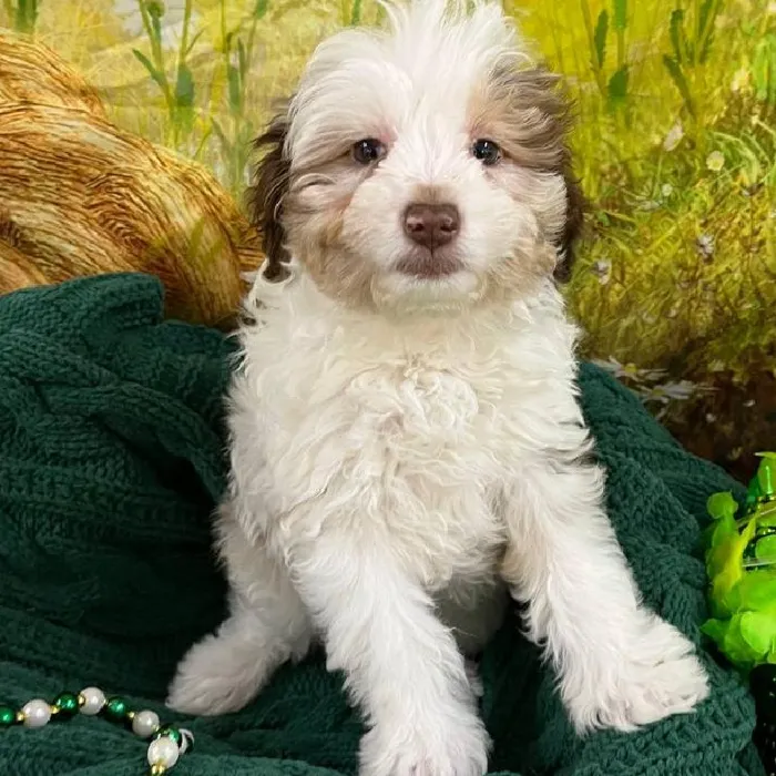 Female Mini Aussiedoodle Puppy for Sale in Monroeville, PA