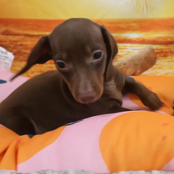 Male Dachshund Puppy for Sale in Monroeville, PA
