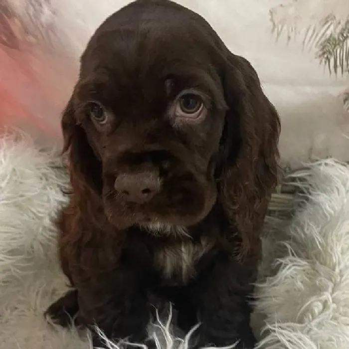 Male Cocker Spaniel Puppy for Sale in Monroeville, PA