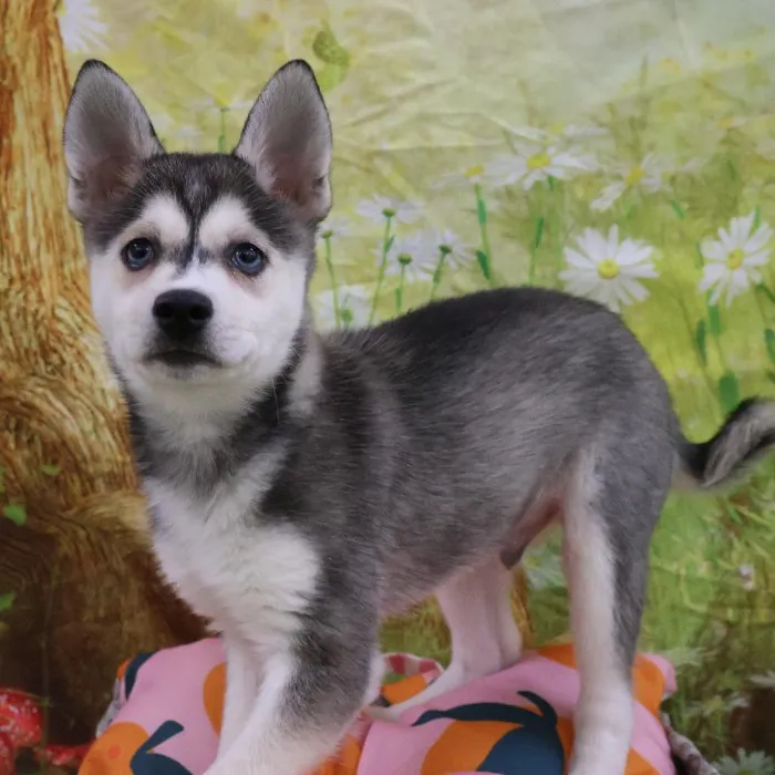 Male Alaskan Klee Kai puppy named Stefan for sale at Petland Monroeville.