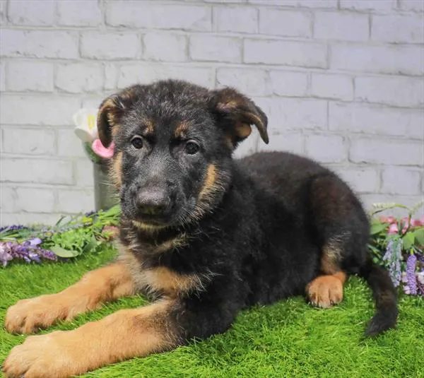 Male German Shepherd puppy named David for sale at Petland Monroeville.