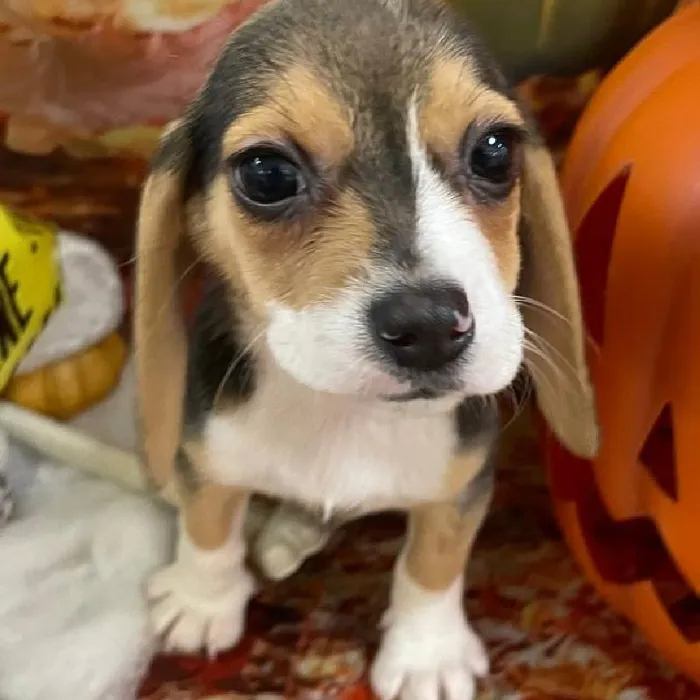 Female Beagle Puppy for Sale in Monroeville, PA
