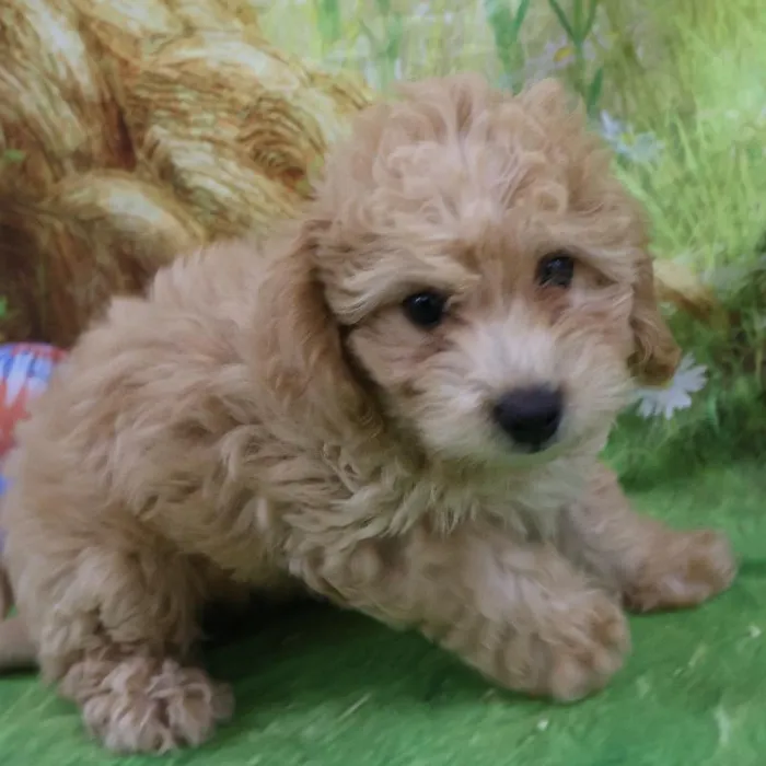 Female Mini Bernedoodle puppy named Leah for sale at Petland Monroeville.