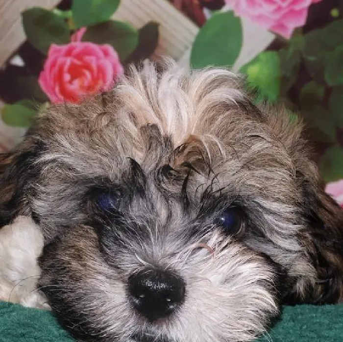 Male Havanese Puppy for Sale in Monroeville, PA