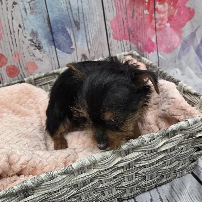 Male Yorkie Puppy for Sale in Monroeville, PA