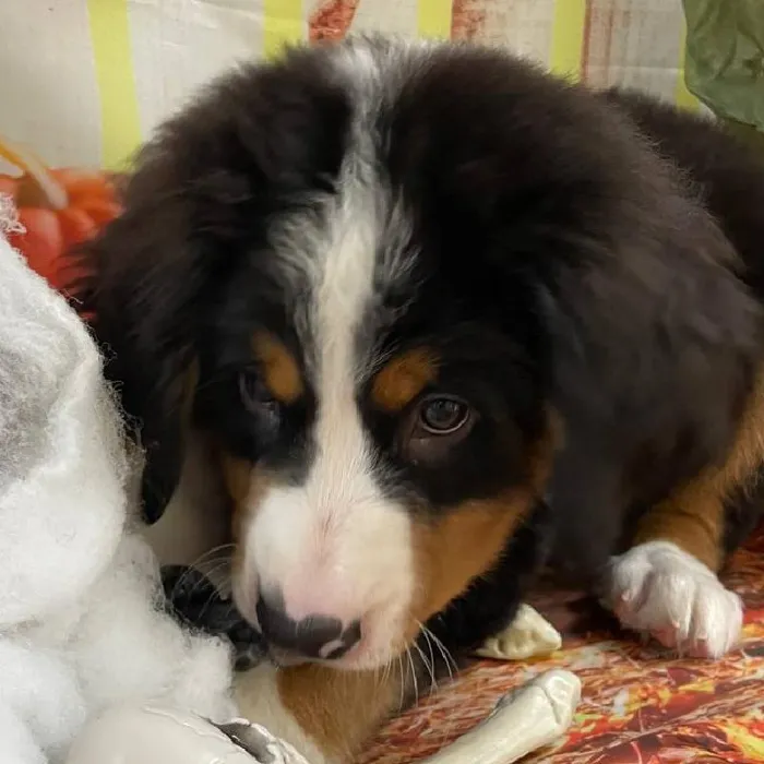 Male Bernese Mountain Dog Puppy for Sale in Monroeville, PA