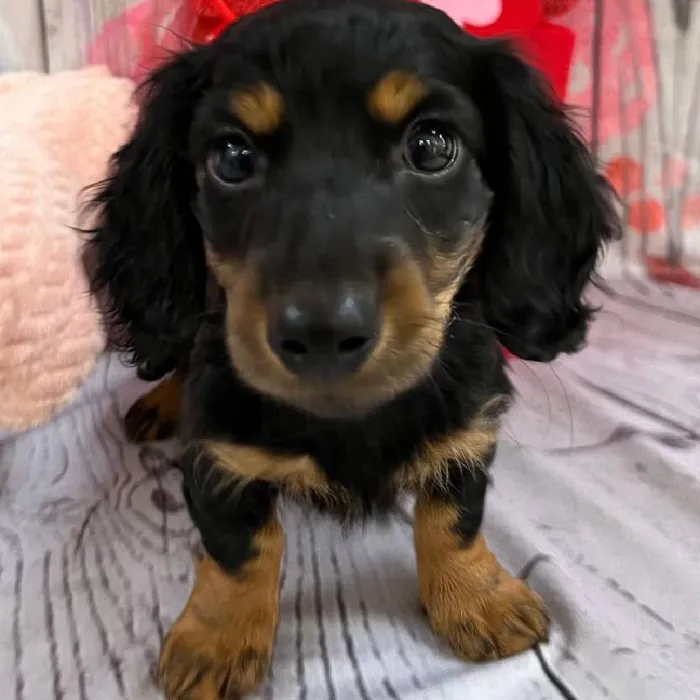 Female Dachshund Puppy for Sale in Monroeville, PA