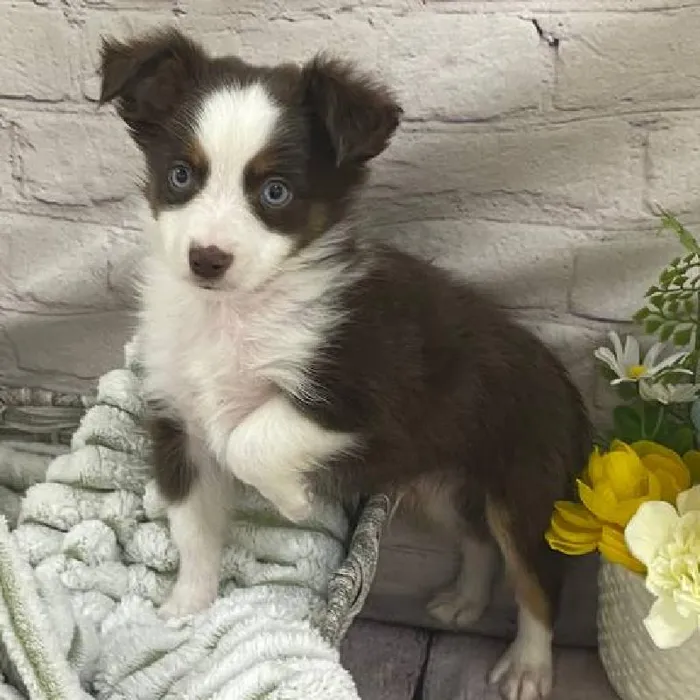 Male Toy Australian Shepherd Puppy for Sale in Monroeville, PA