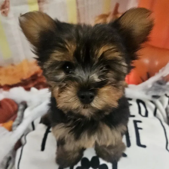 Male Yorkie Puppy for Sale in Monroeville, PA