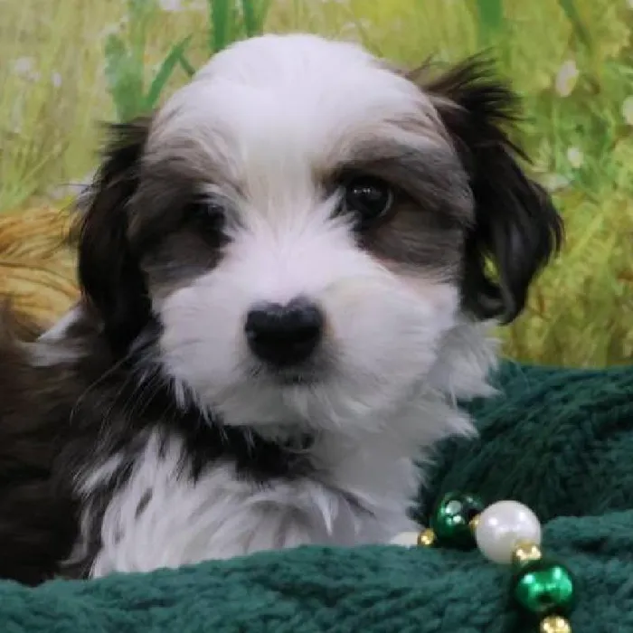 Male Morkie Puppy for Sale in Monroeville, PA
