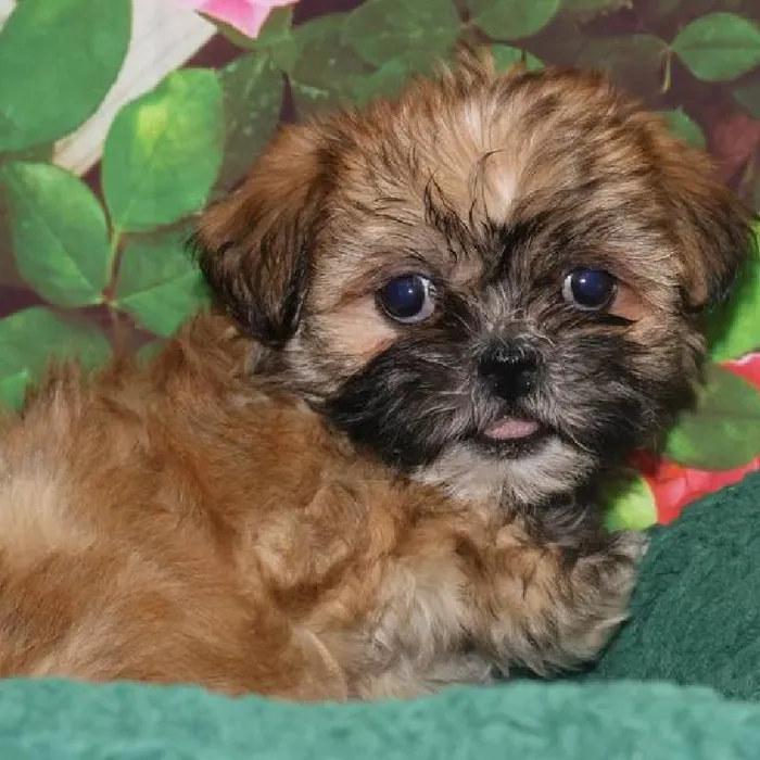Female Shih Tzu Puppy for Sale in Monroeville, PA