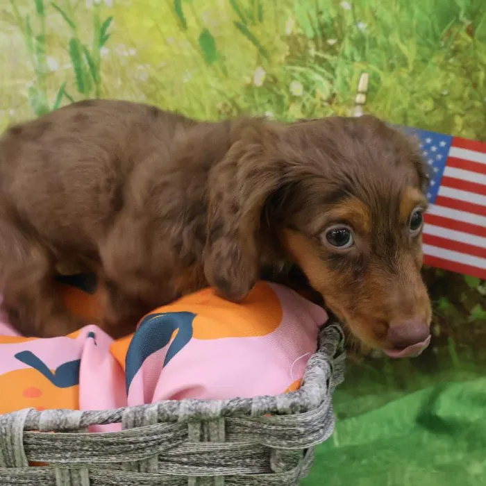 Male Chiweenie puppy named Prince for sale at Petland Monroeville.