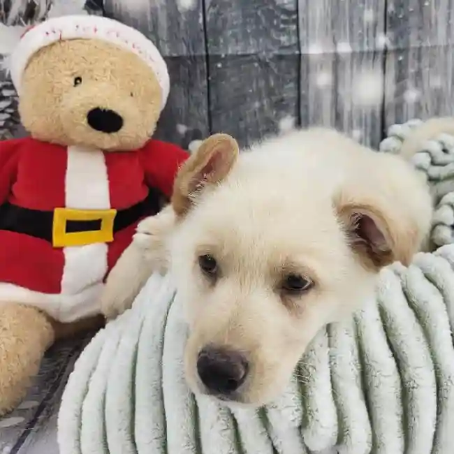 Male German Shepherd Puppy for Sale in Monroeville, PA