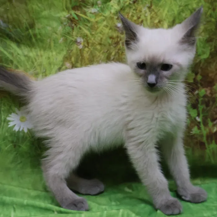 Male Siamese kitten named Milo for sale at Petland Monroeville.