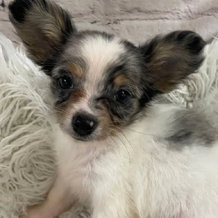 Female Chihuahua Puppy for Sale in Monroeville, PA