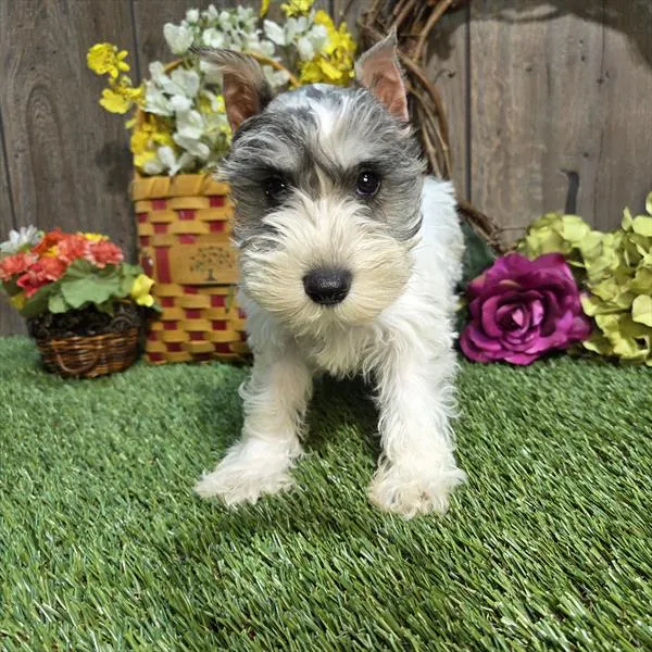 Female Mini Schnauzer puppy named Lulu for sale at Petland Monroeville.
