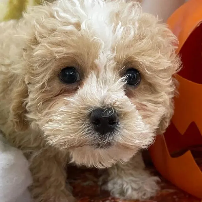 Female Teddy Bear Puppy for Sale in Monroeville, PA