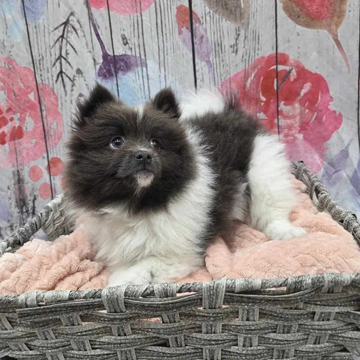 Male Pomeranian Puppy for Sale in Monroeville, PA