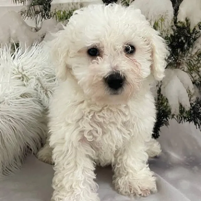Female Bichon Puppy for Sale in Monroeville, PA