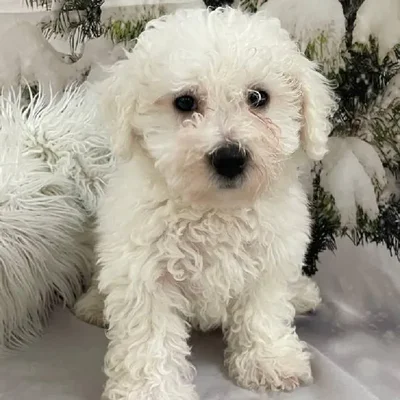 Female Bichon Puppy for Sale in Monroeville, PA