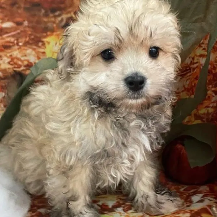 Male Havanese Puppy for Sale in Monroeville, PA