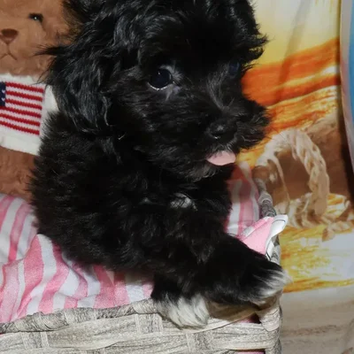 Female Maltipoo Puppy for Sale in Monroeville, PA