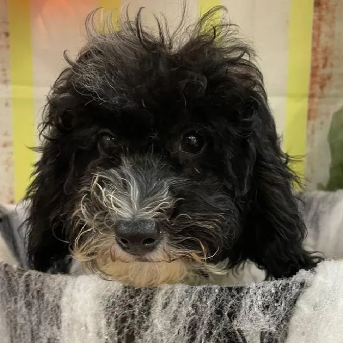 Female Mini Poodle Puppy for Sale in Monroeville, PA