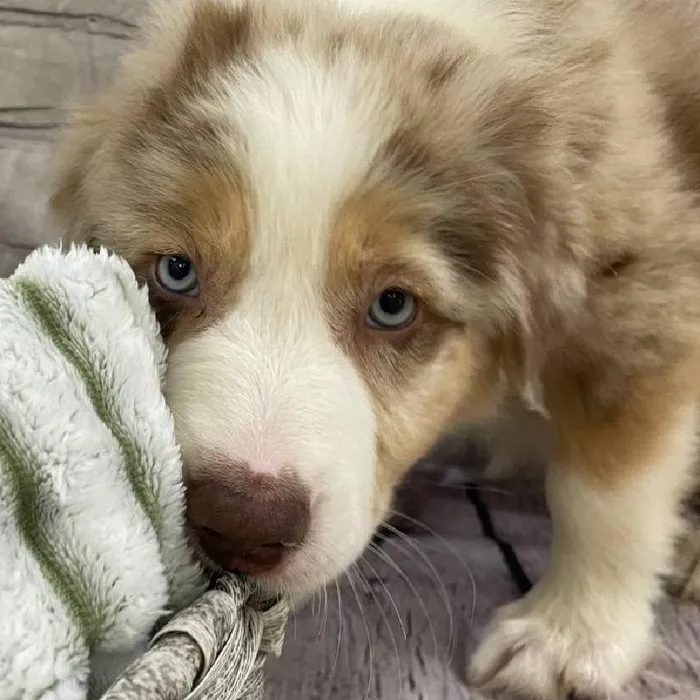 Male Australian Shepherd Puppy for Sale in Monroeville, PA