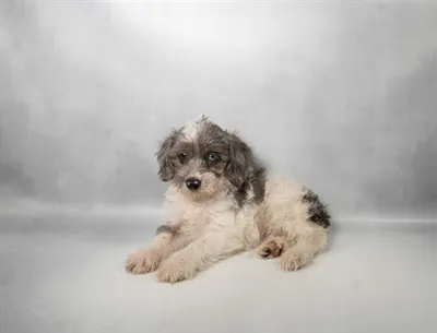 Male Yorkie-Poo puppy for sale at Petland Monroeville.