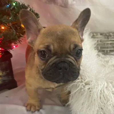 Male French Bulldog Puppy for Sale in Monroeville, PA
