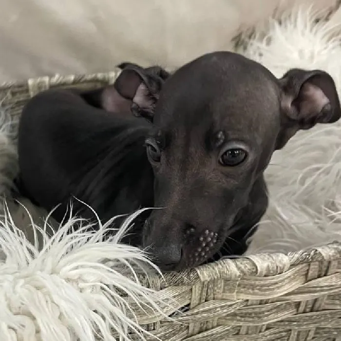 Male Italian Greyhound Puppy for Sale in Monroeville, PA