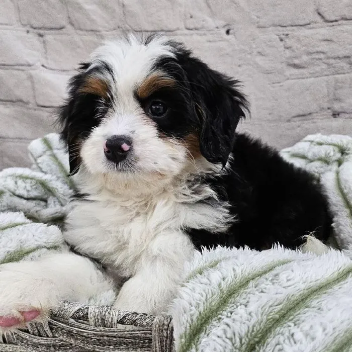 Female Mini Bernedoodle Puppy for Sale in Monroeville, PA