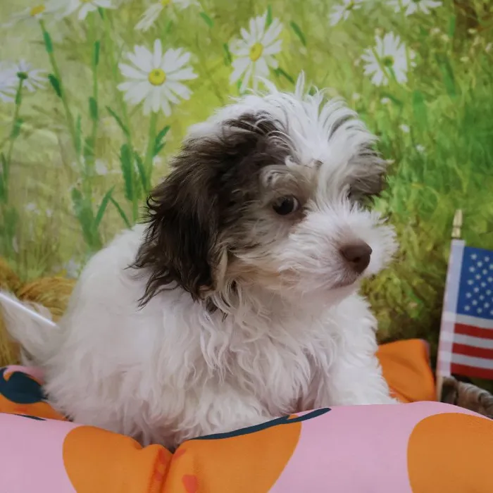 Male Havanese puppy named Michael for sale at Petland Monroeville.