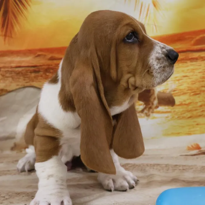 Male Basset Hound Puppy for Sale in Monroeville, PA