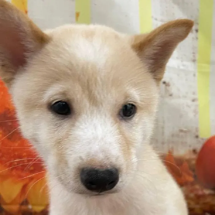 Male Shiba Inu Puppy for Sale in Monroeville, PA