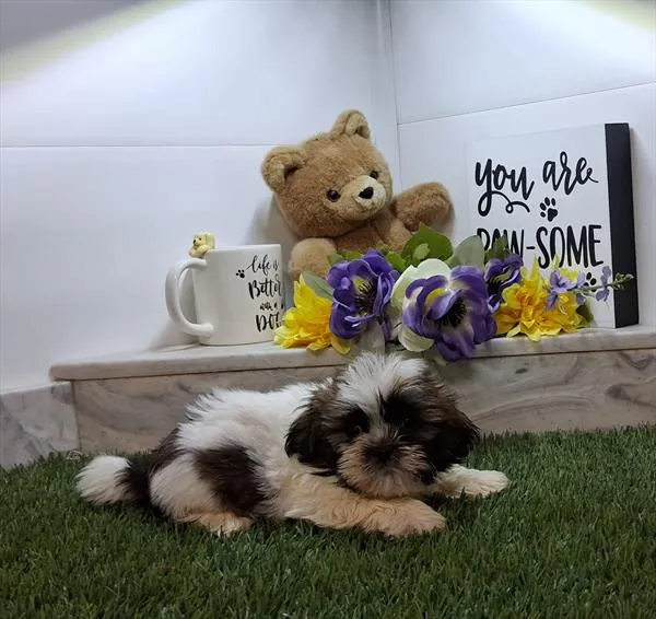 Female Shih Tzu puppy for sale at Petland Monroeville.