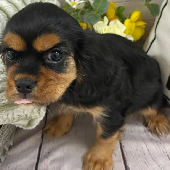 Female Cavalier King Charles Spaniel Puppy for Sale in Monroeville, PA