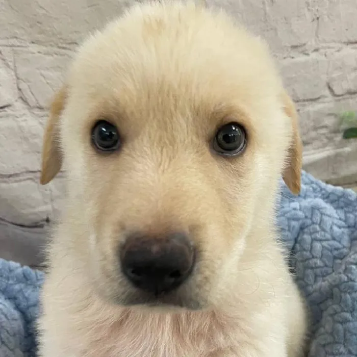 Male German Shepherd Puppy for Sale in Monroeville, PA