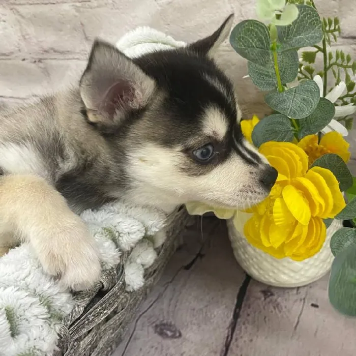 Male Alaskan Klee Kai Puppy for Sale in Monroeville, PA