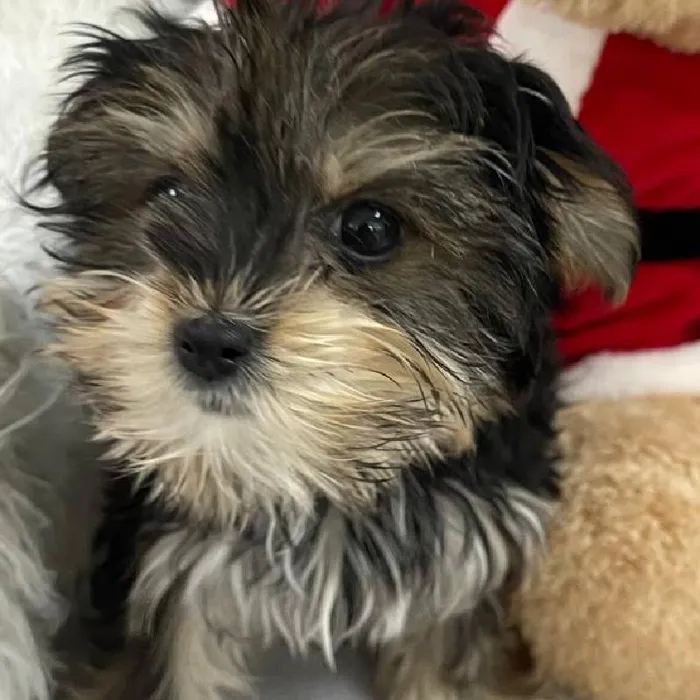 Female Morkie Puppy for Sale in Monroeville, PA