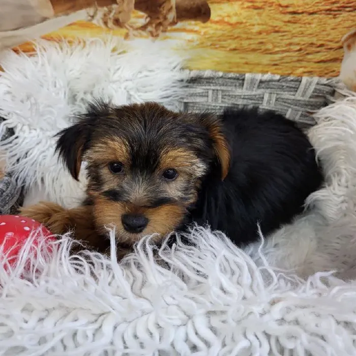 Male Yorkie Puppy for Sale in Monroeville, PA