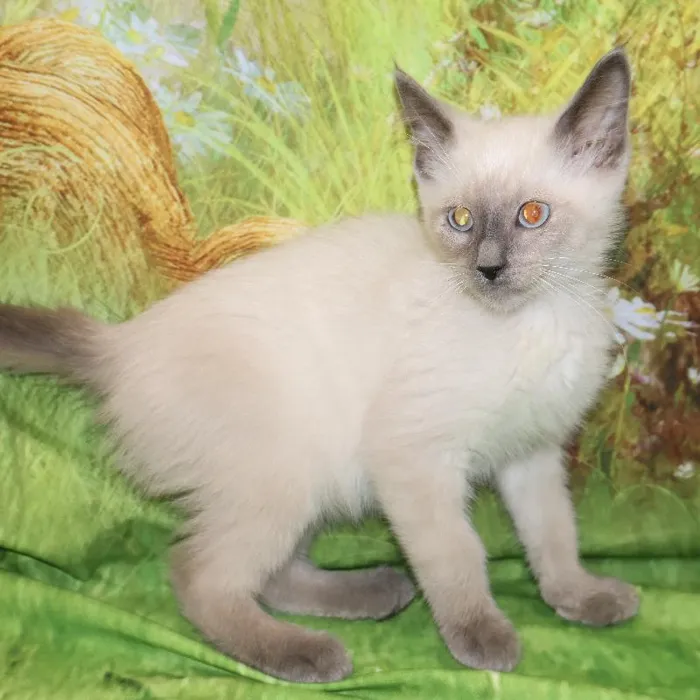 Male Siamese kitten named Milo for sale at Petland Monroeville.