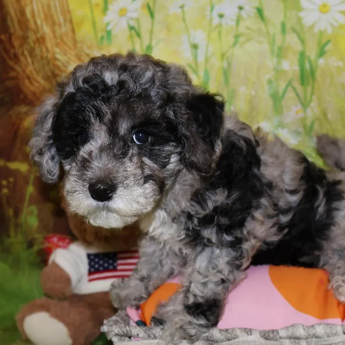 Female Mini Bernedoodle puppy named Minnie for sale at Petland Monroeville.